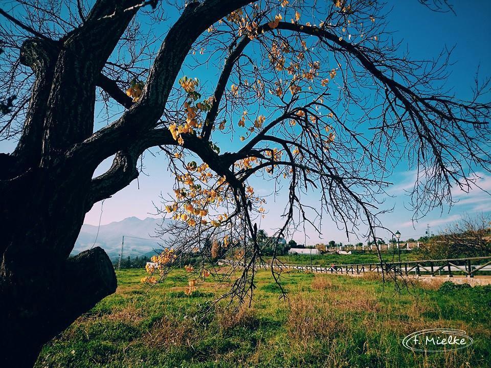 La Carrihuela Konuk evi Algodonales Dış mekan fotoğraf